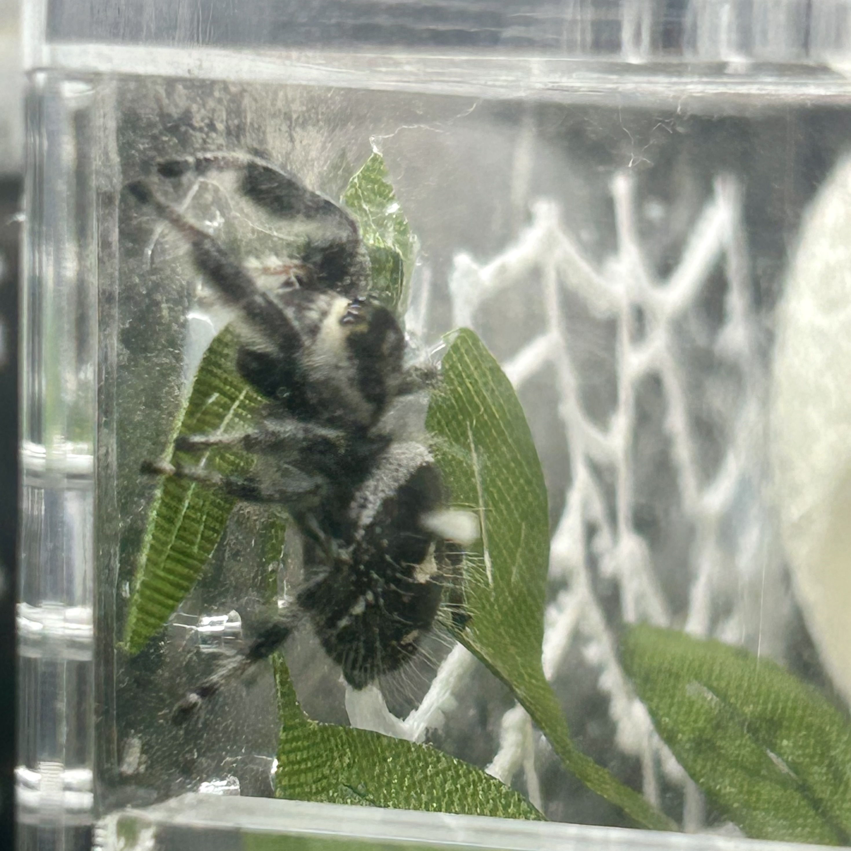 Cleo, a Phidippus audax female