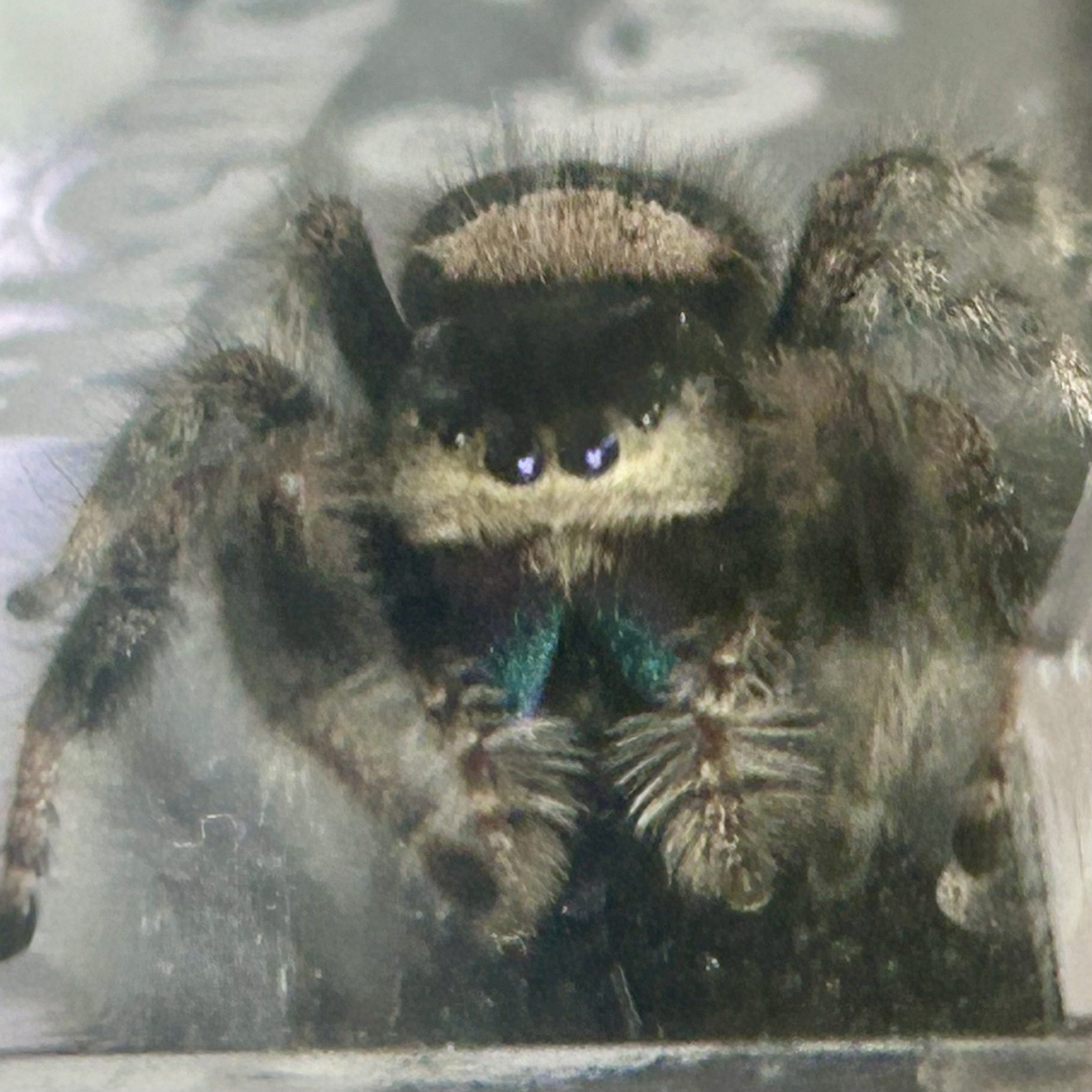 Dove, a Phidippus regius female