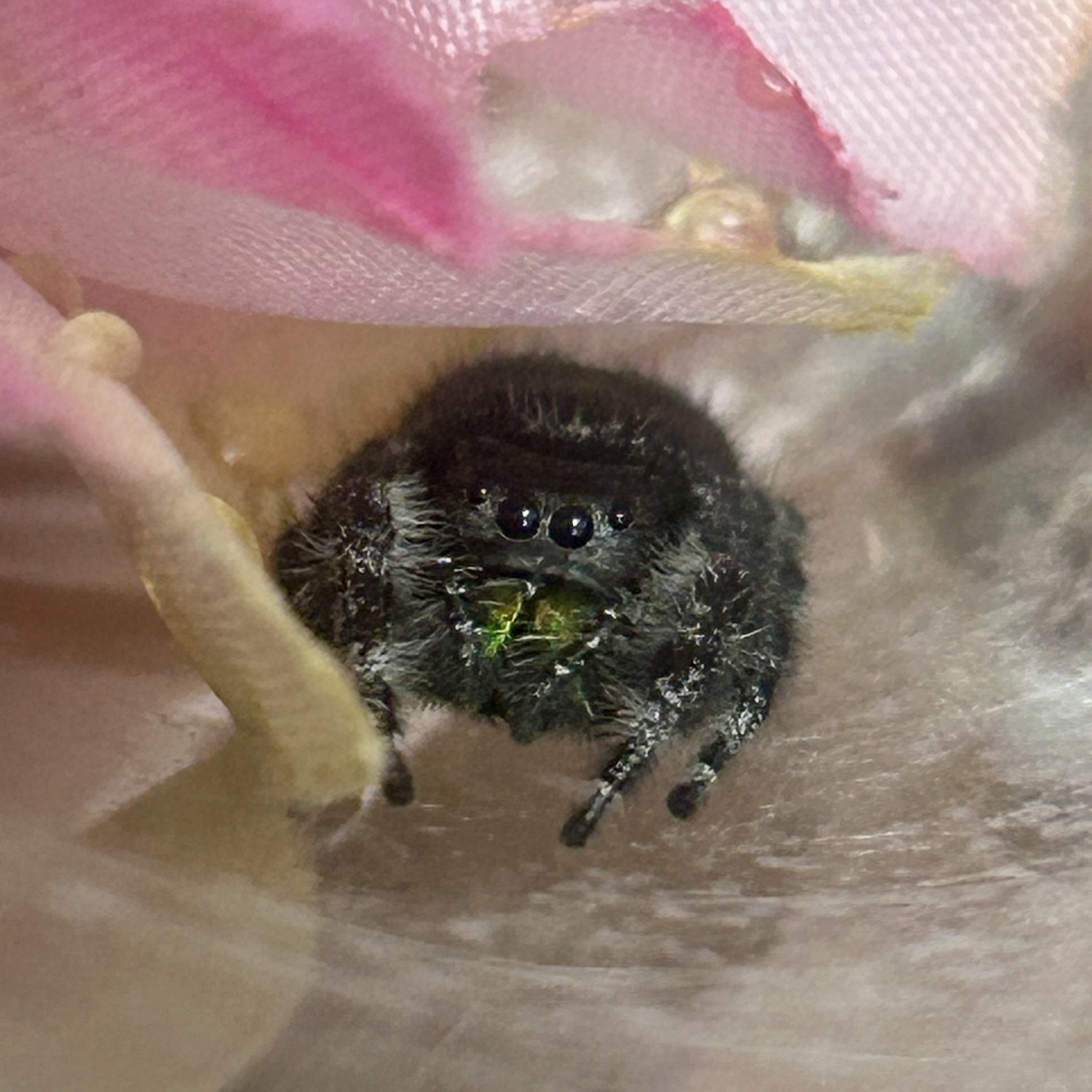 Lush, a Phidippus regius female